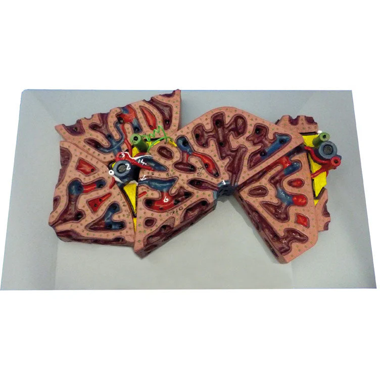 Liver Lobule