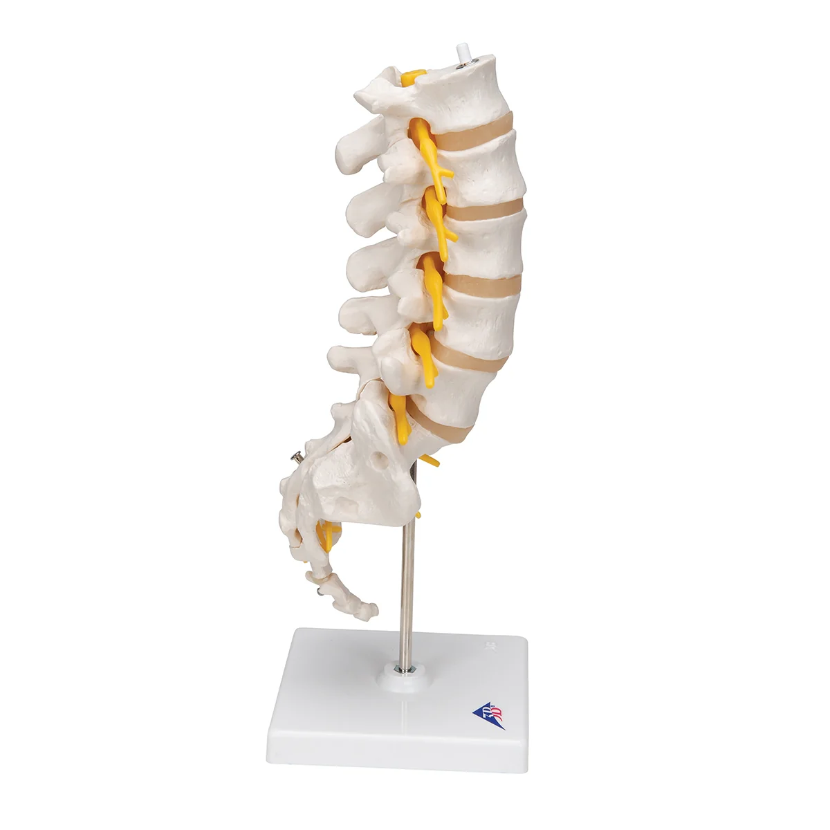 Lumbar Human Spinal Column Model - Image 2