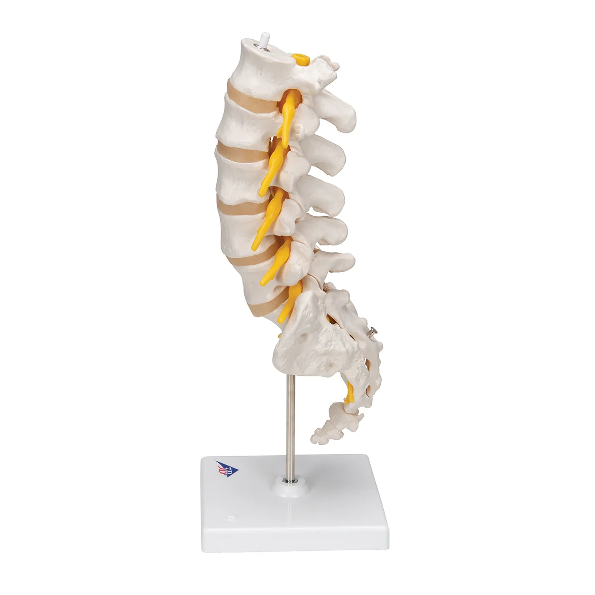 Lumbar Human Spinal Column Model - Image 3
