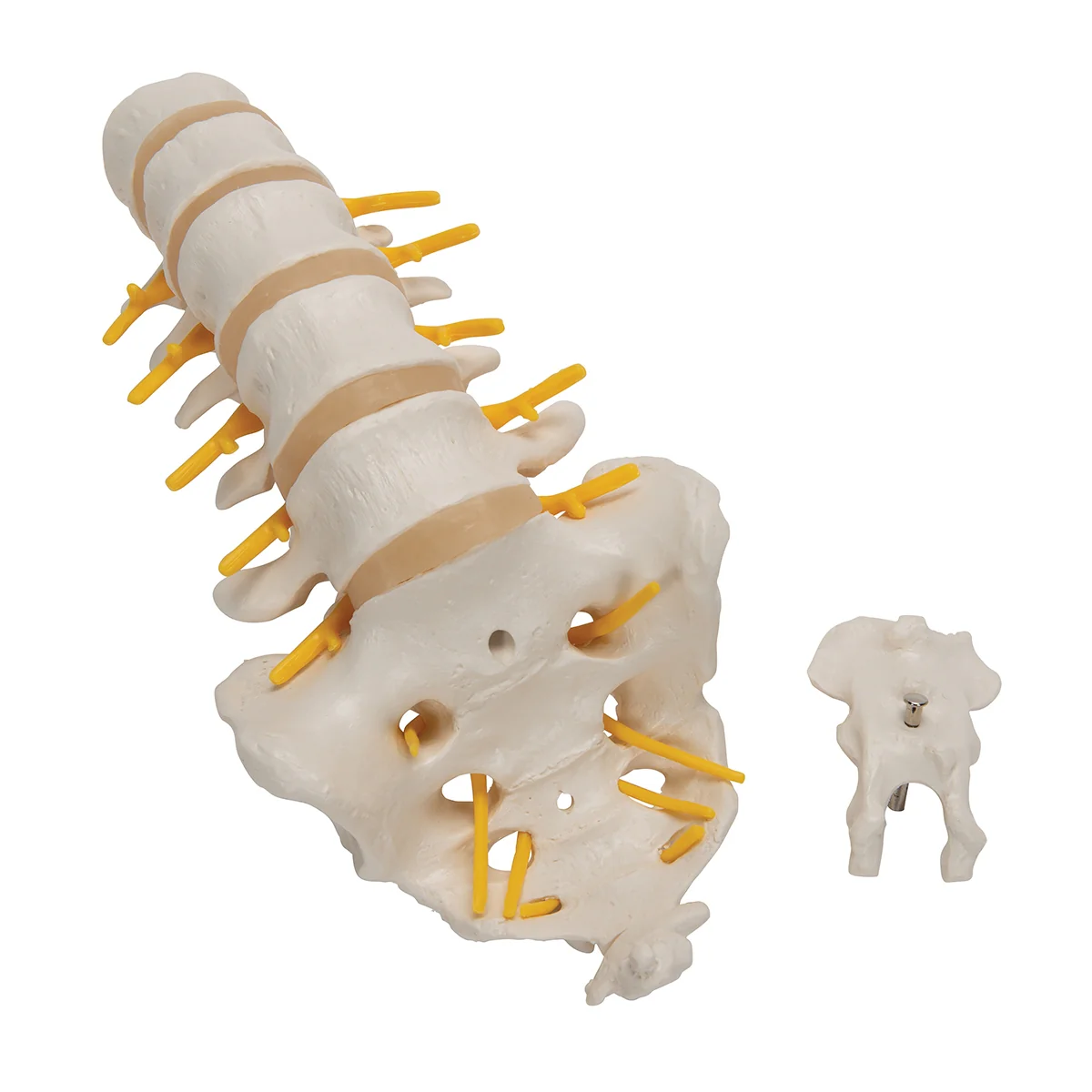 Lumbar Human Spinal Column Model - Image 4
