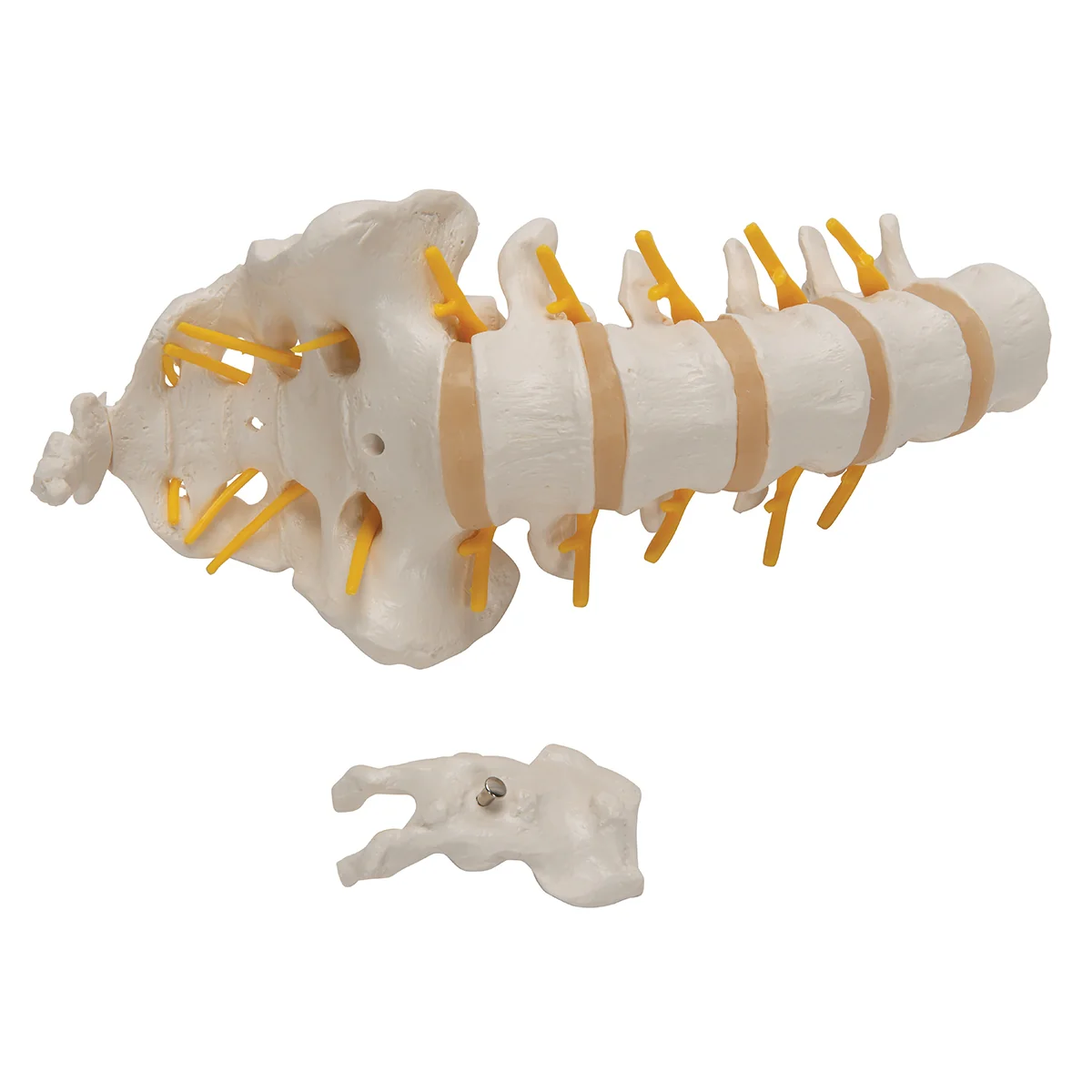 Lumbar Human Spinal Column Model - Image 5
