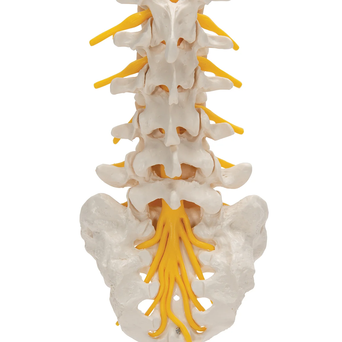 Lumbar Human Spinal Column Model - Image 6