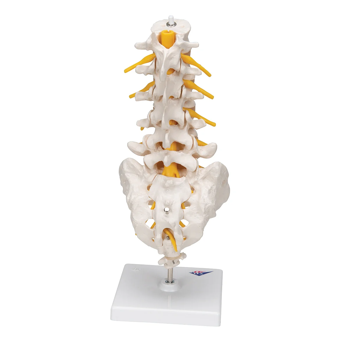 Lumbar Human Spinal Column Model - Image 7