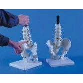 Lumbar Vertebrae with Pelvis on Stand - Image 2