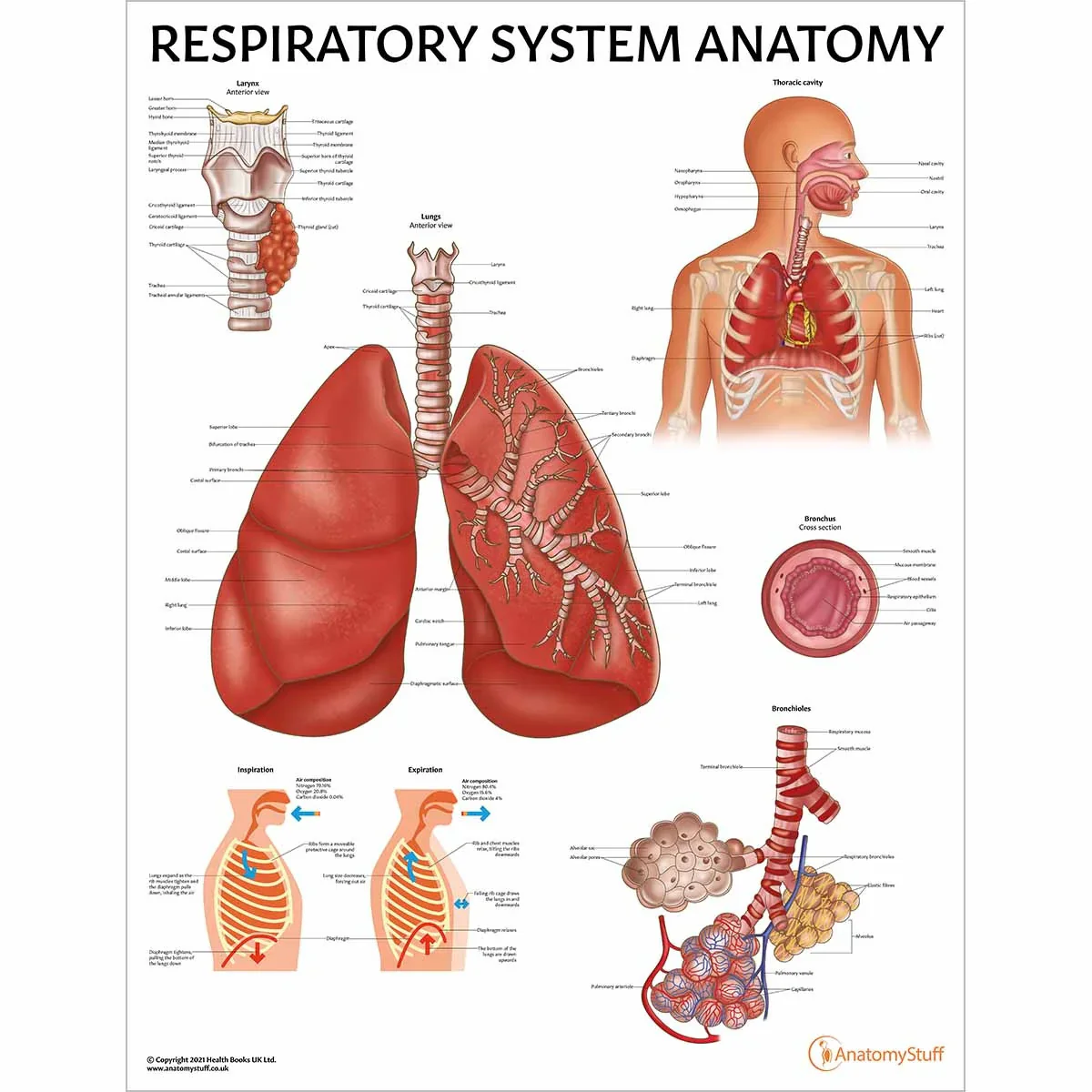 Lung Anatomy Collection - Image 2