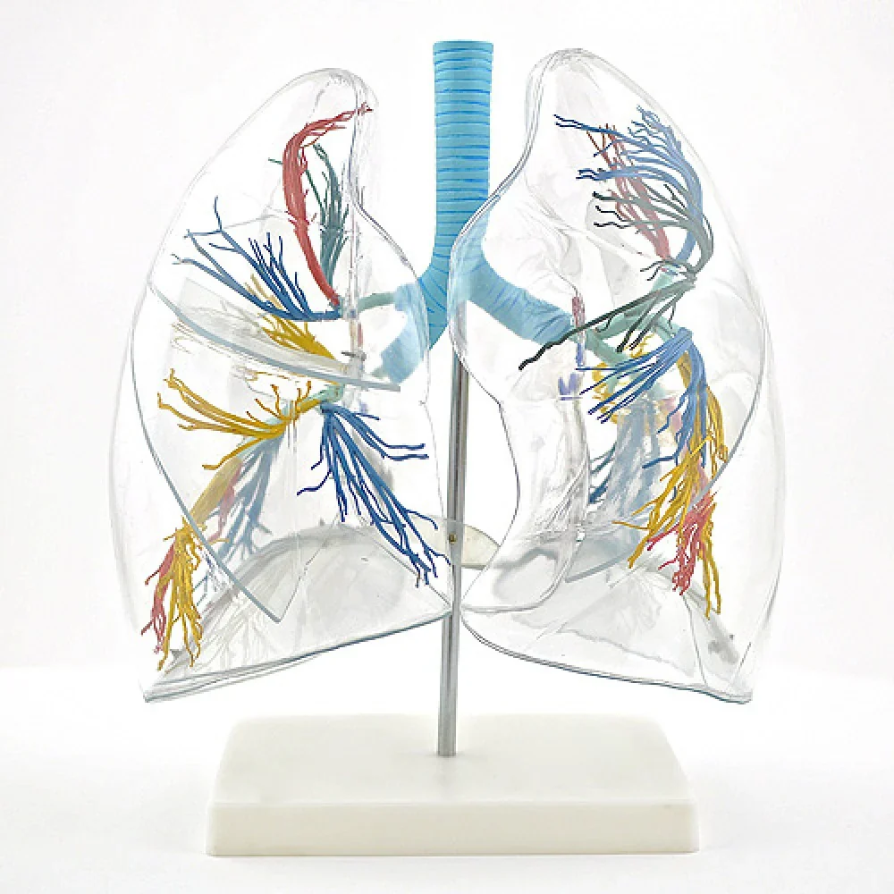 Lung Anatomy Collection - Image 4