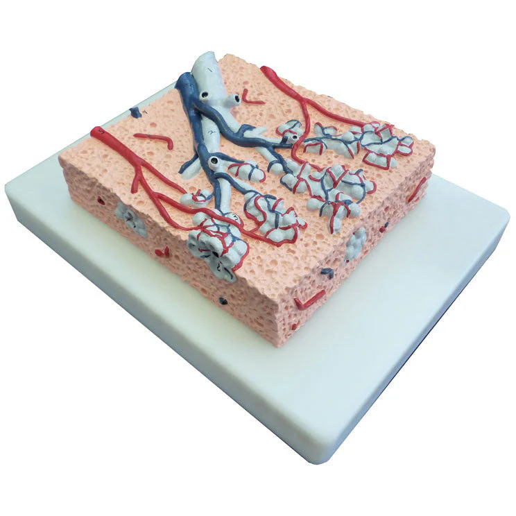 Lung Lobule