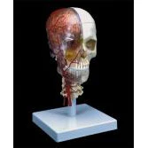 Luxury System Skull, 7-Part - Image 2
