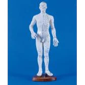 Male Chinese Acupunture Model - Image 2