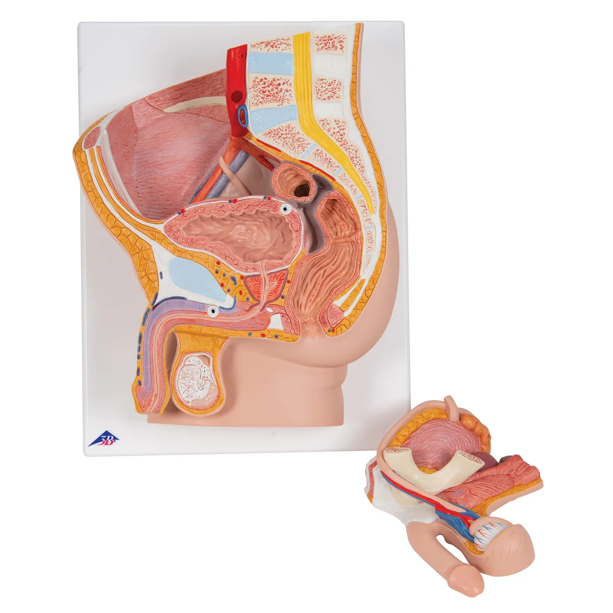 Male Pelvis Model in Median Section, 2 part - Image 2