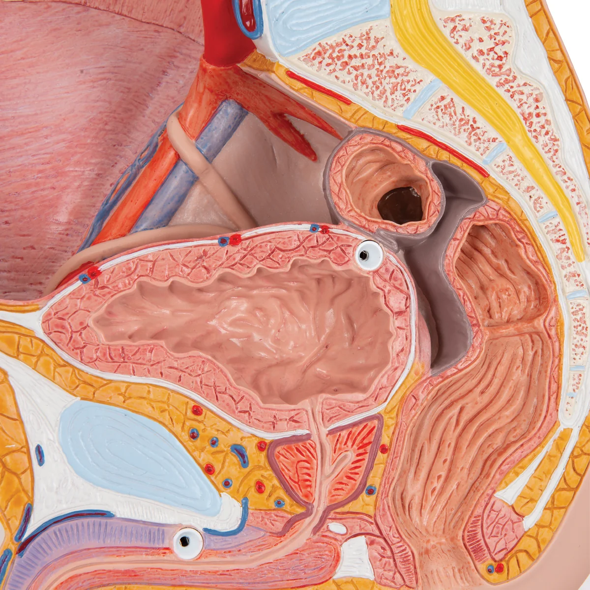 Male Pelvis Model in Median Section, 2 part - Image 3