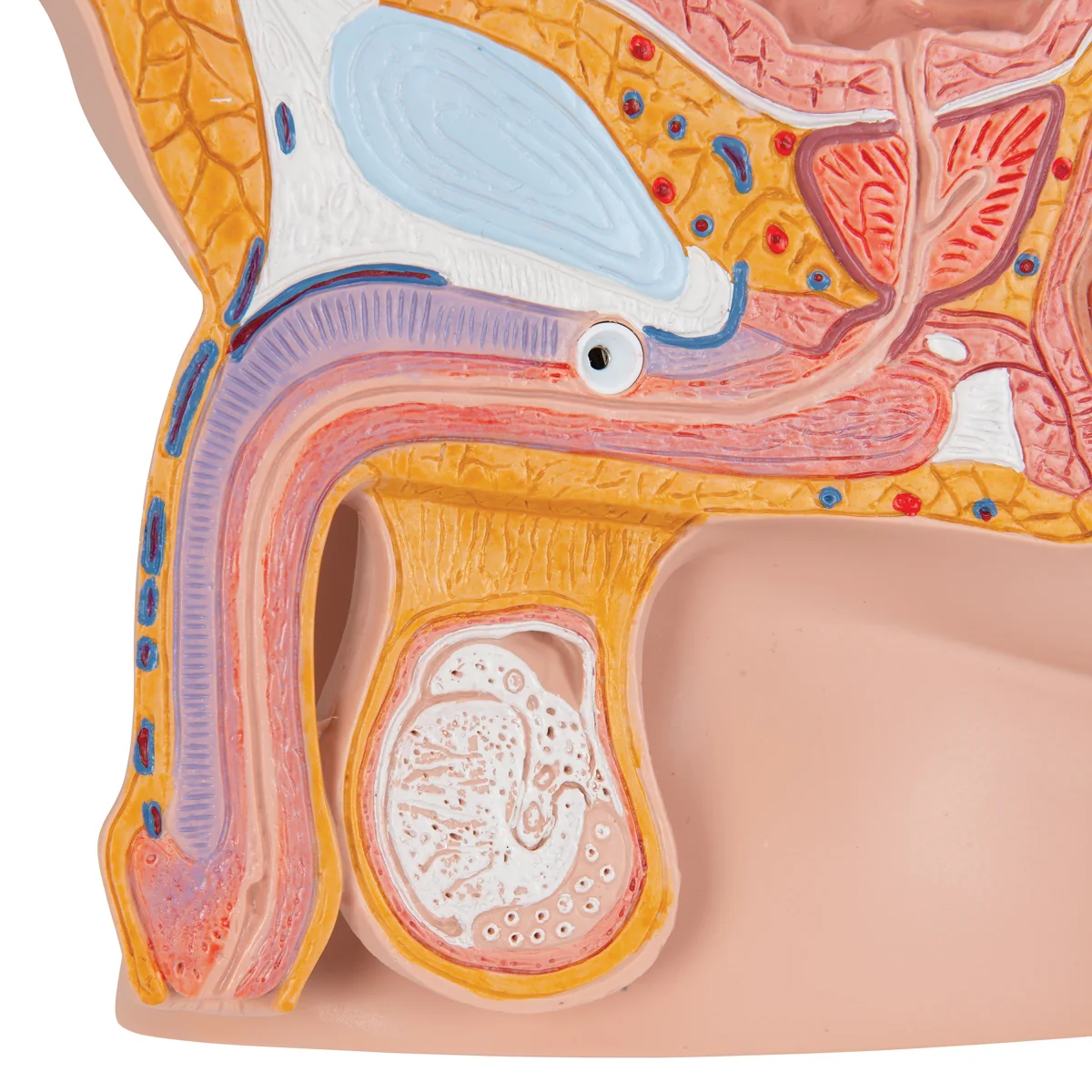 Male Pelvis Model in Median Section, 2 part - Image 4