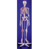 Male Skeleton  - Bert - Image 2