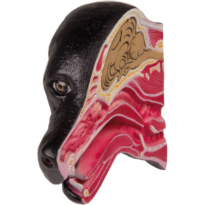 Median Section of a Dog head - Image 2