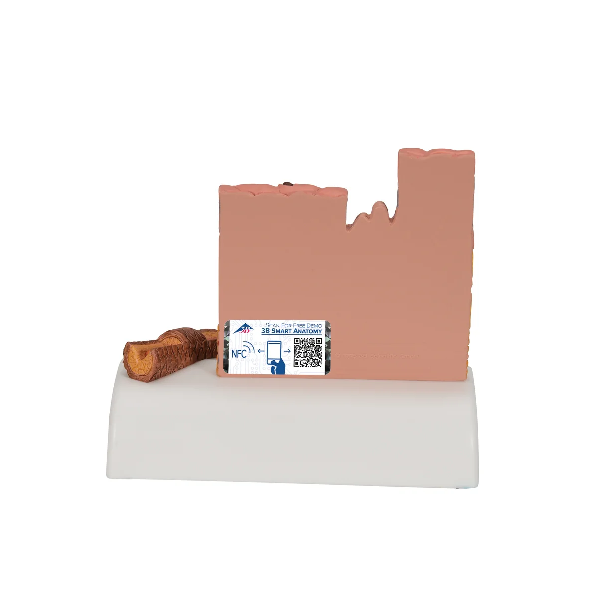 Microscopic Skin, Hair & Nail Model - Image 2