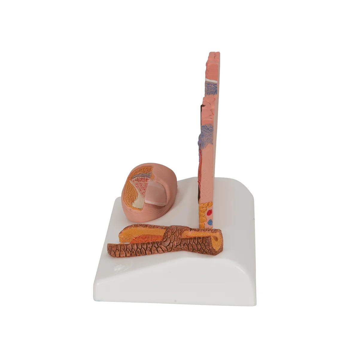 Microscopic Skin, Hair & Nail Model - Image 3