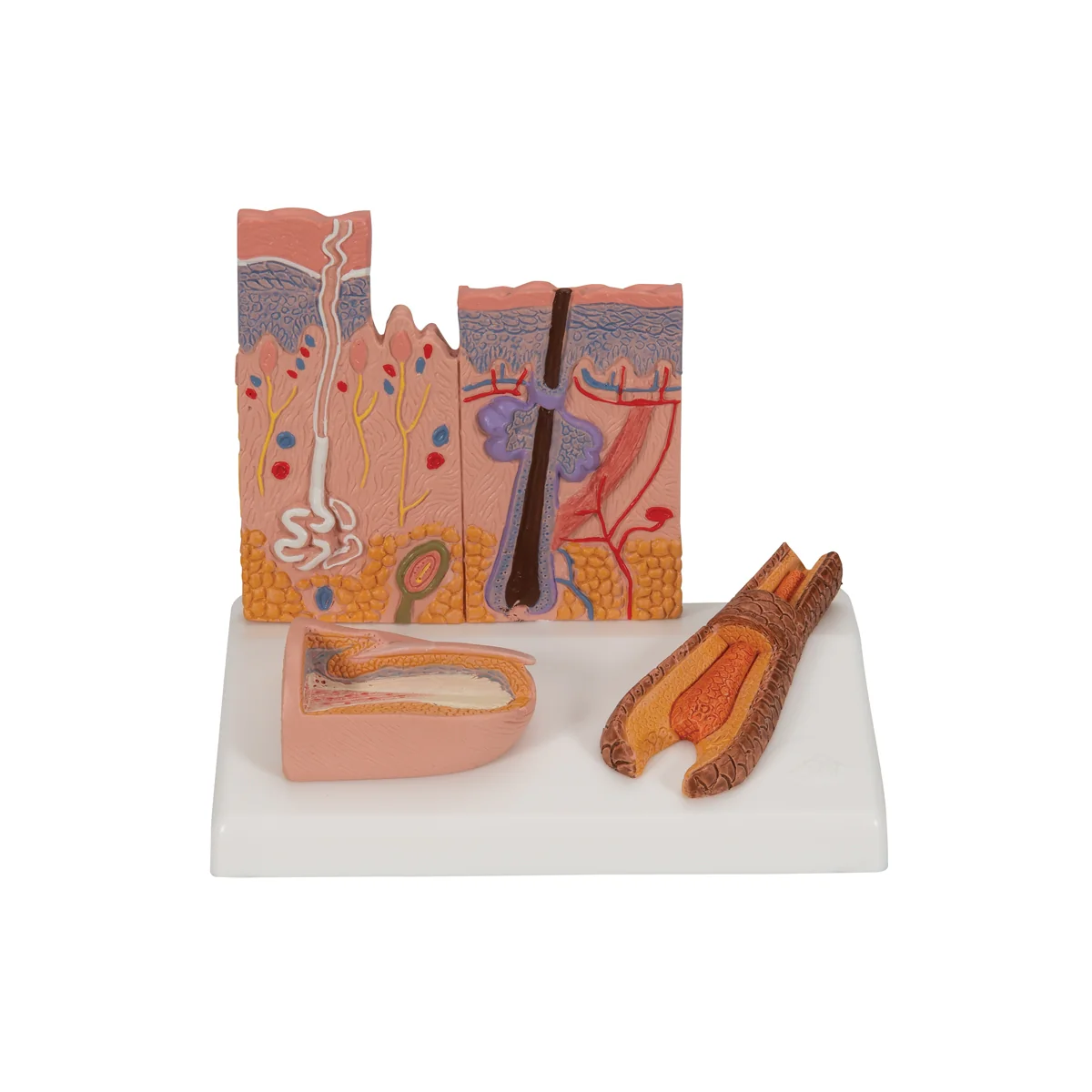 Microscopic Skin, Hair & Nail Model - Image 6