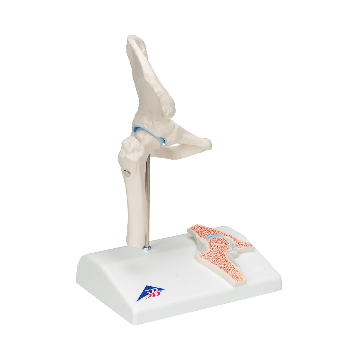 Mini Human Hip Joint Model with Cross Section - Image 2