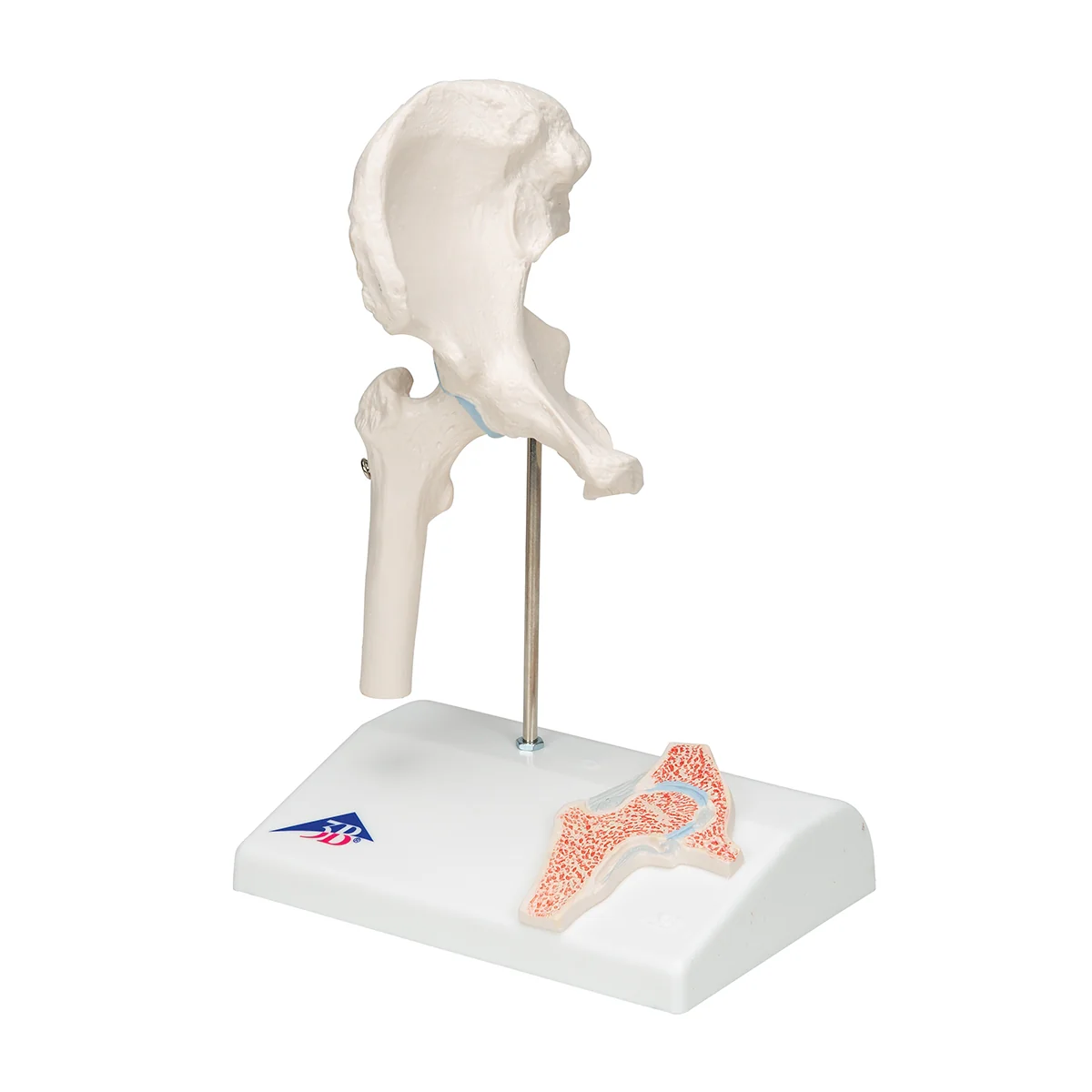 Mini Human Hip Joint Model with Cross Section - Image 3