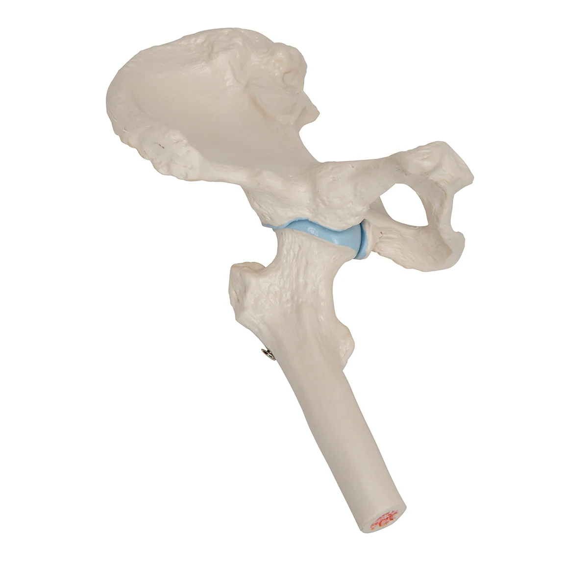 Mini Human Hip Joint Model with Cross Section - Image 4