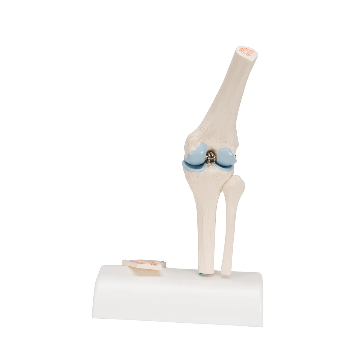 Mini Human Knee Joint Model with Cross Section - Image 2