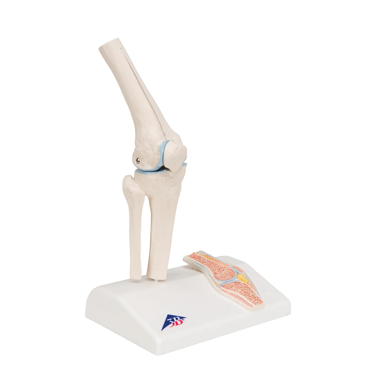 Mini Human Knee Joint Model with Cross Section - Image 3