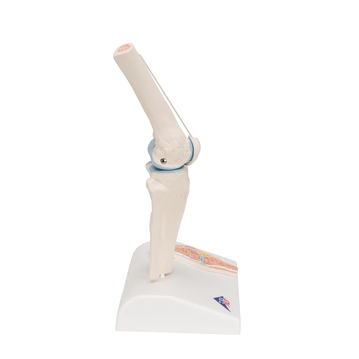 Mini Human Knee Joint Model with Cross Section - Image 4