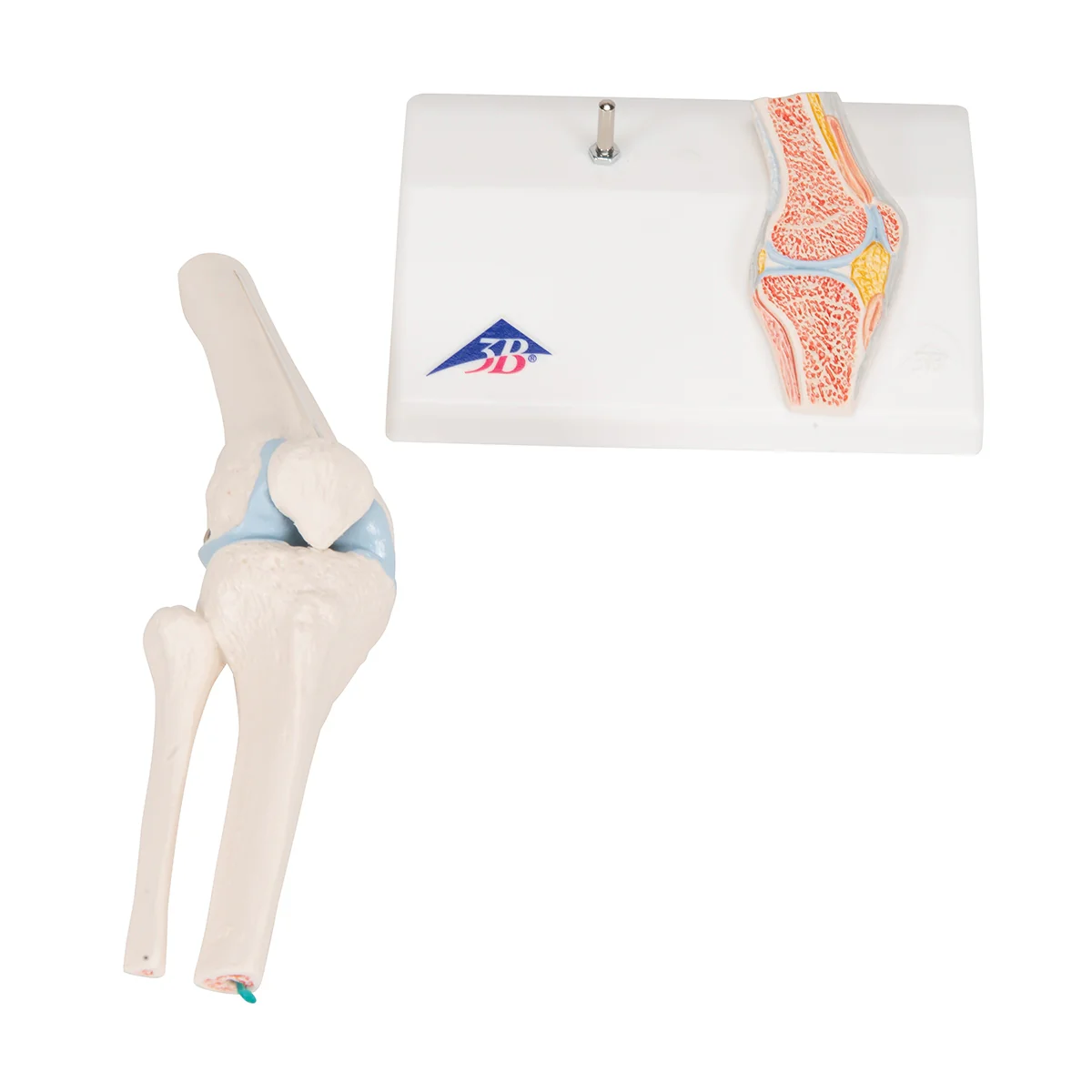Mini Human Knee Joint Model with Cross Section - Image 5