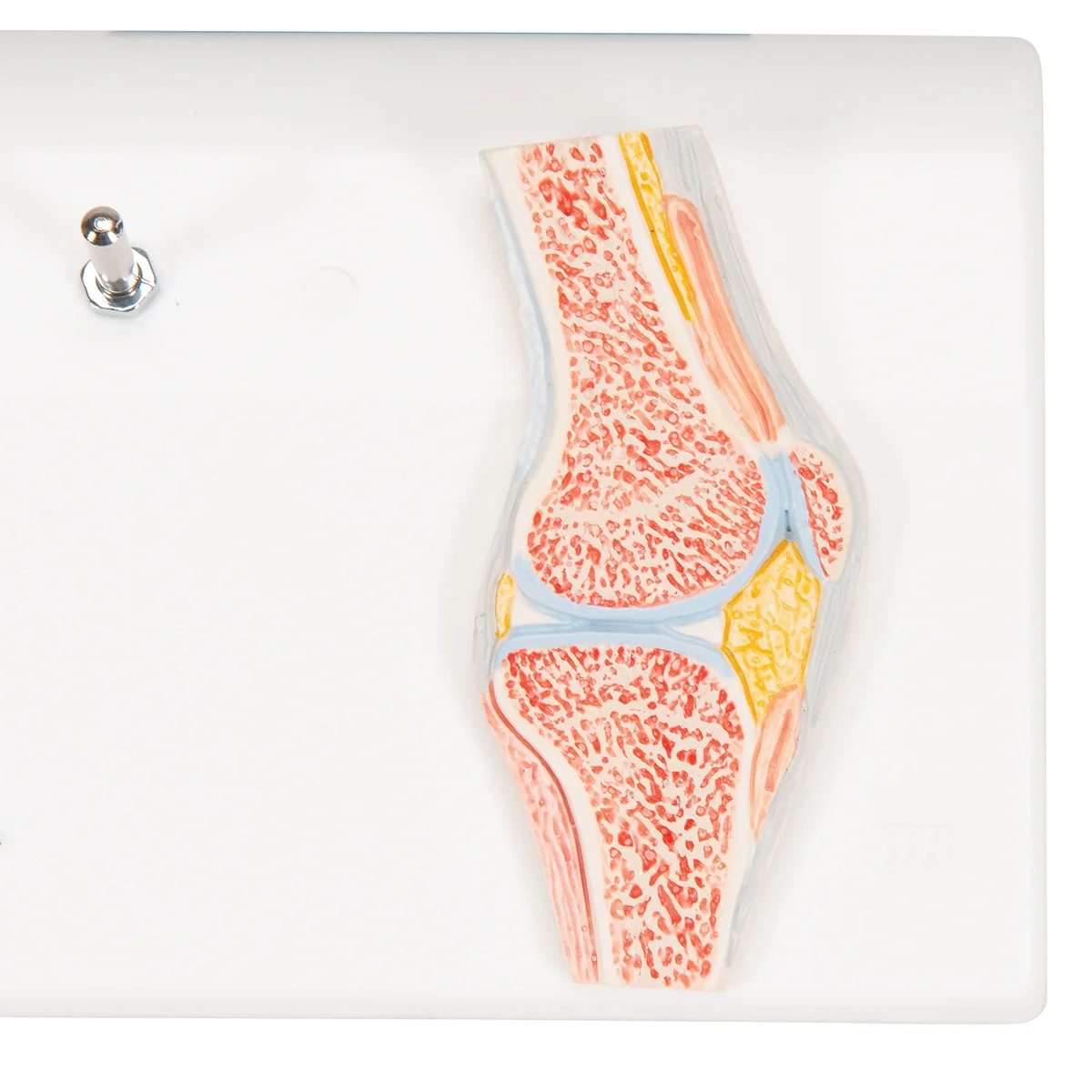 Mini Human Knee Joint Model with Cross Section - Image 6