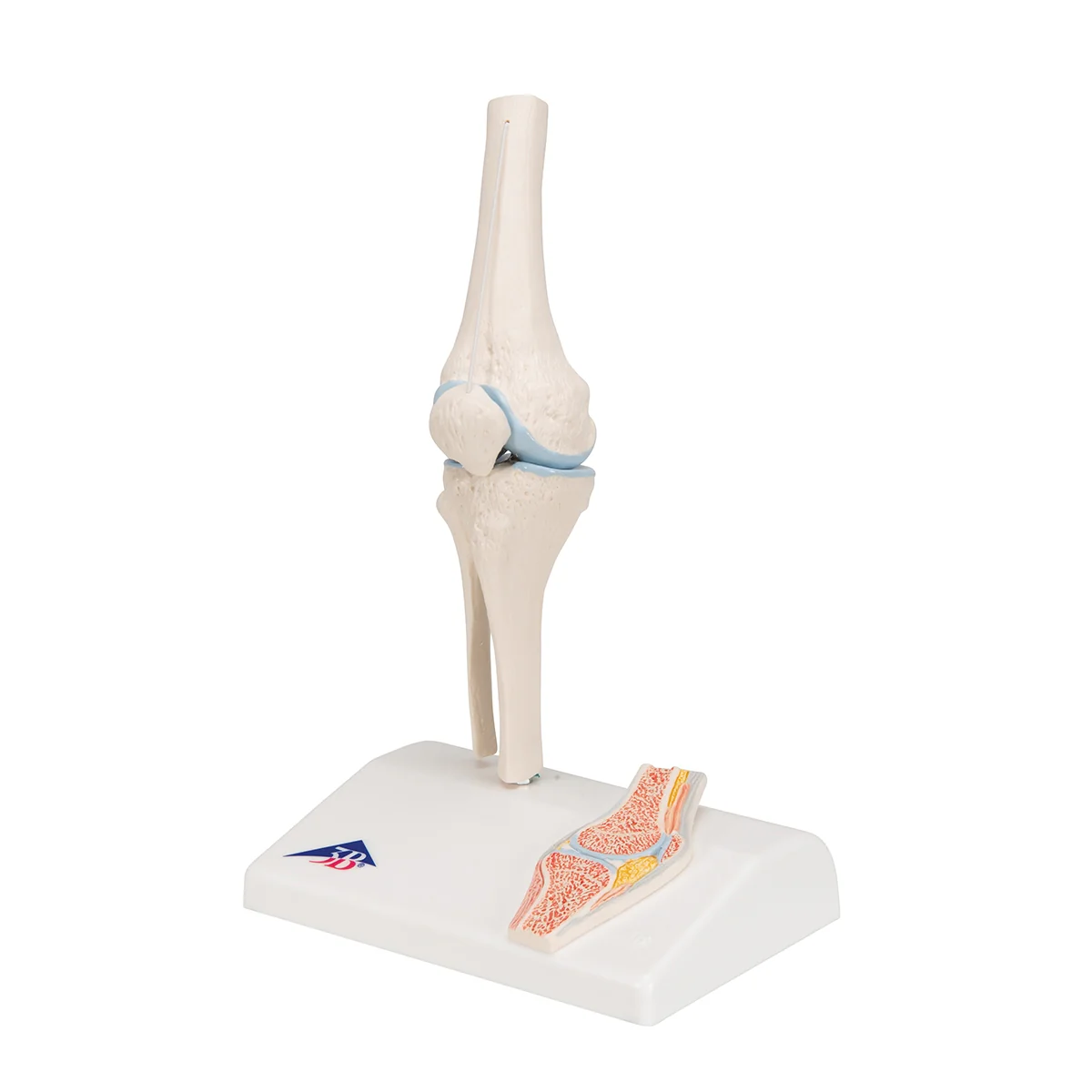 Mini Human Knee Joint Model with Cross Section - Image 7
