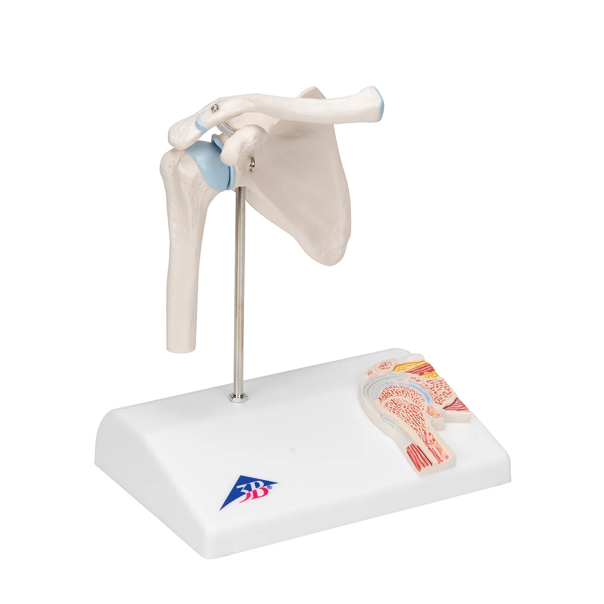 Mini Human Shoulder Joint Model with Coss Section - Image 2