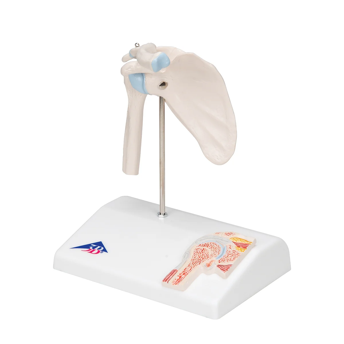 Mini Human Shoulder Joint Model with Coss Section - Image 3