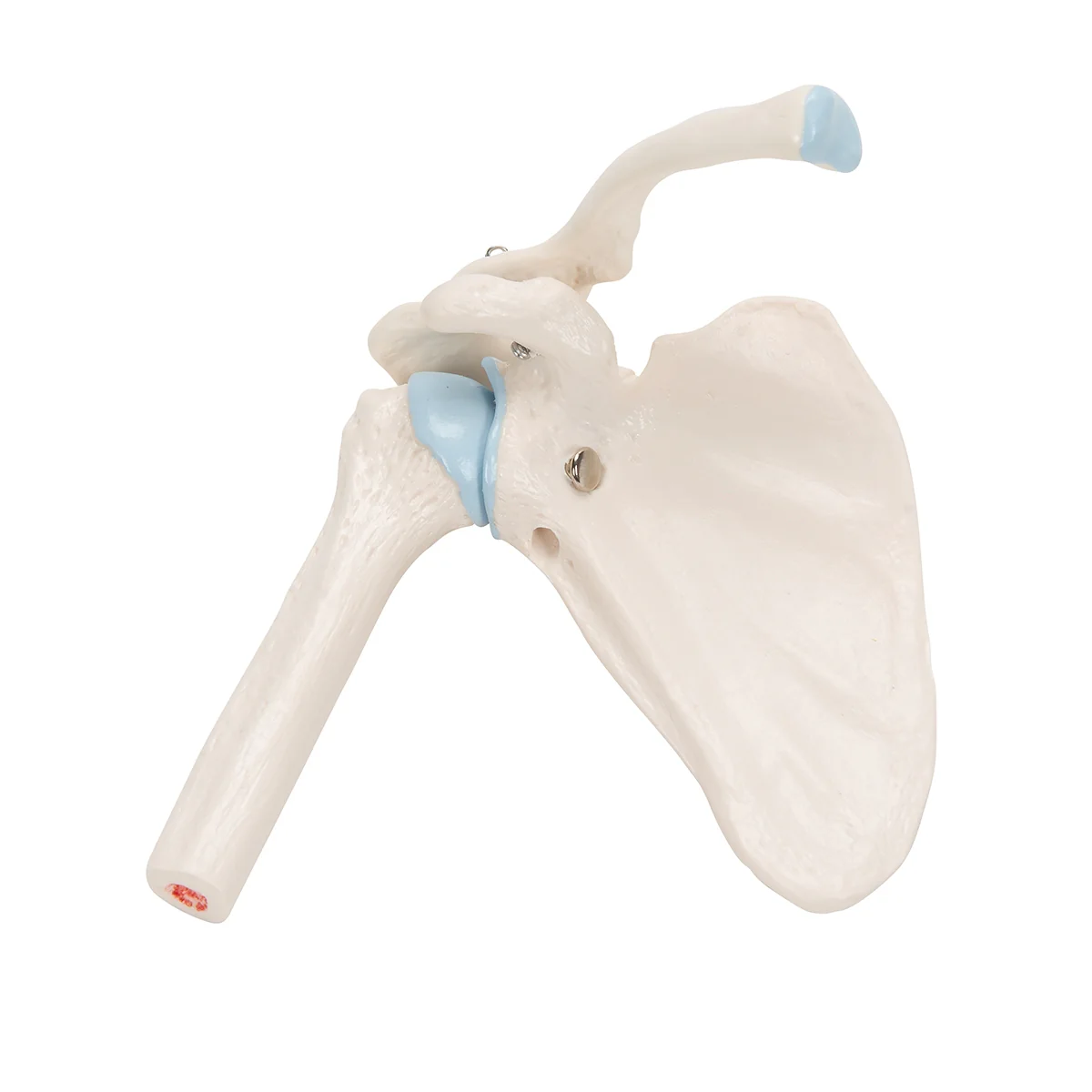 Mini Human Shoulder Joint Model with Coss Section - Image 4