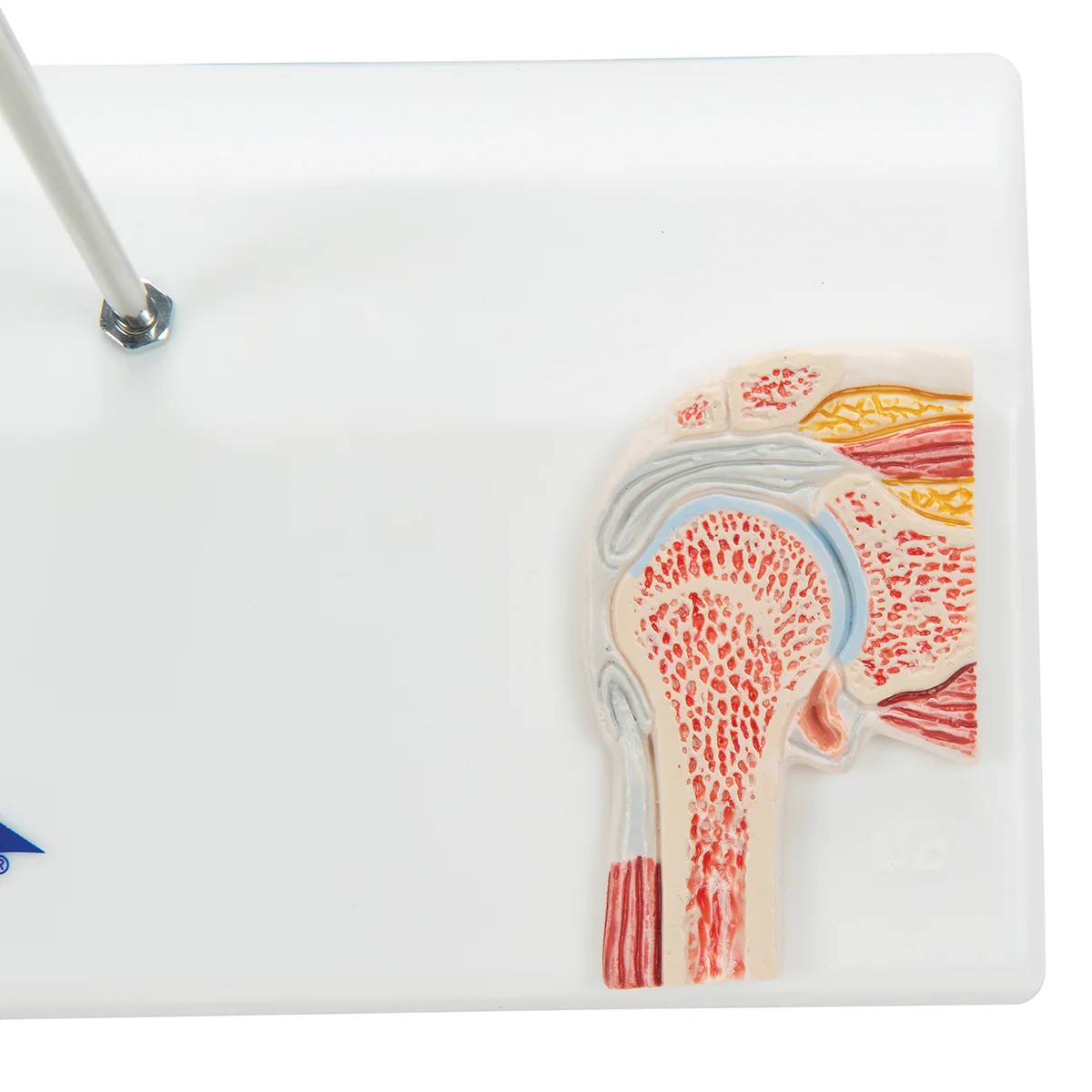 Mini Human Shoulder Joint Model with Coss Section - Image 5