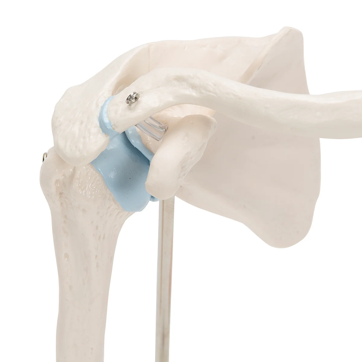 Mini Human Shoulder Joint Model with Coss Section - Image 6