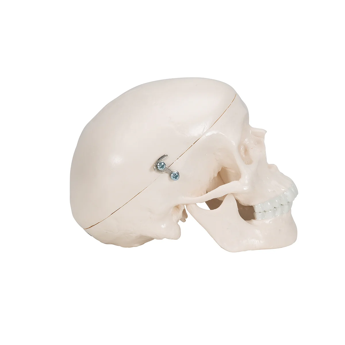 Mini Human Skull Model - 3 Part (Skullcap, Base of Skull, Mandible) - Image 5
