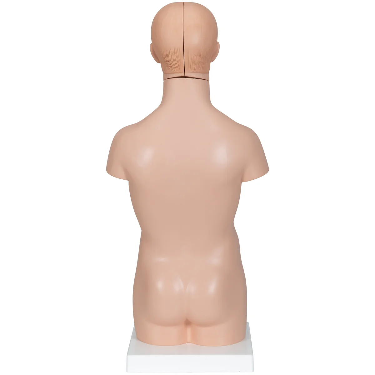 Mini Human Torso Model, 12 part - Image 2