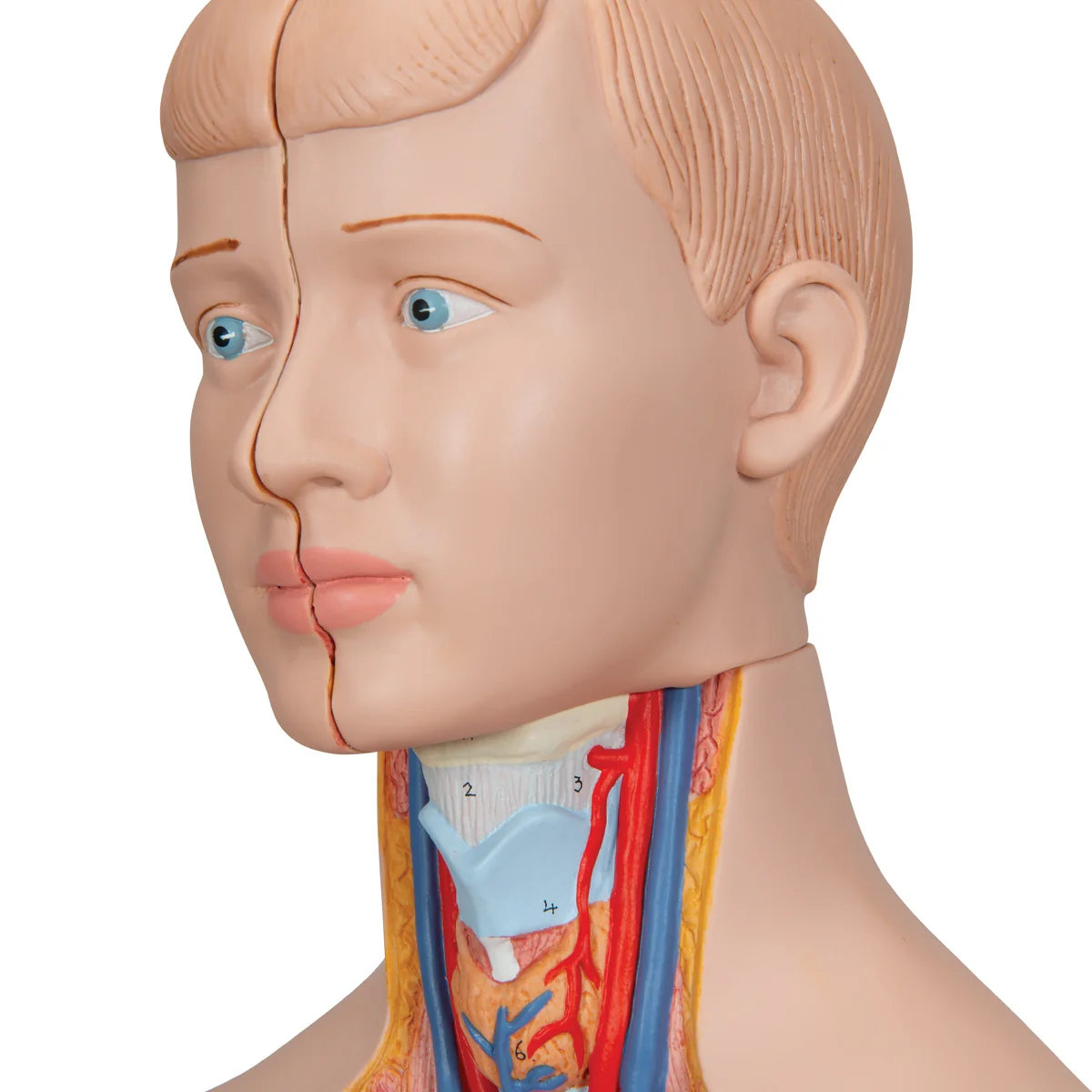 Mini Human Torso Model, 12 part - Image 3