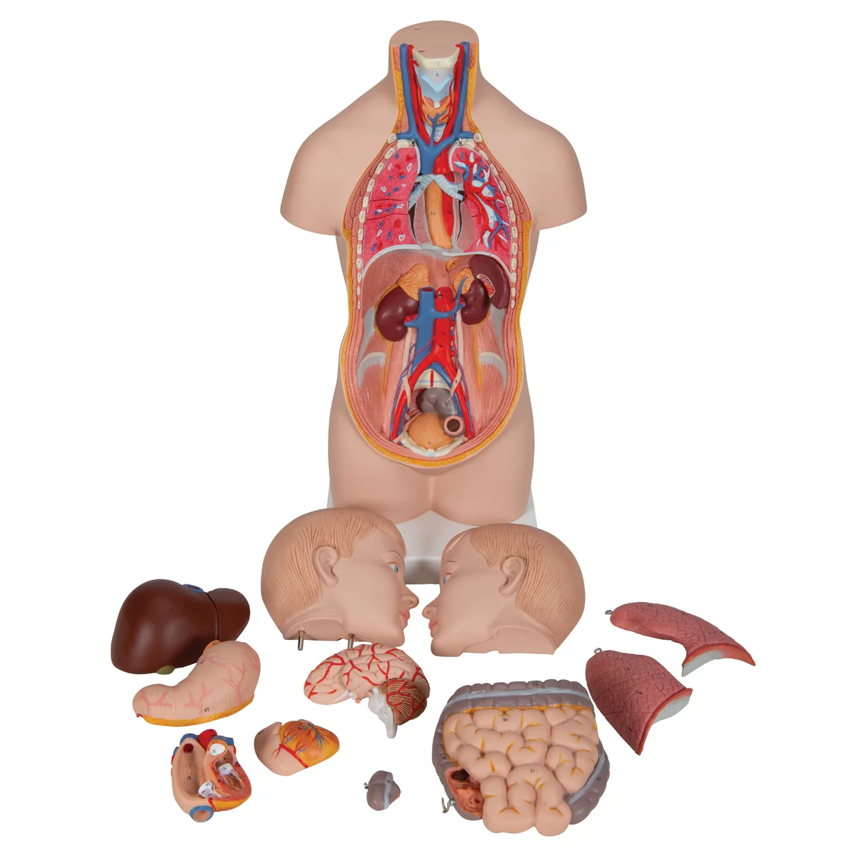 Mini Human Torso Model, 12 part - Image 4