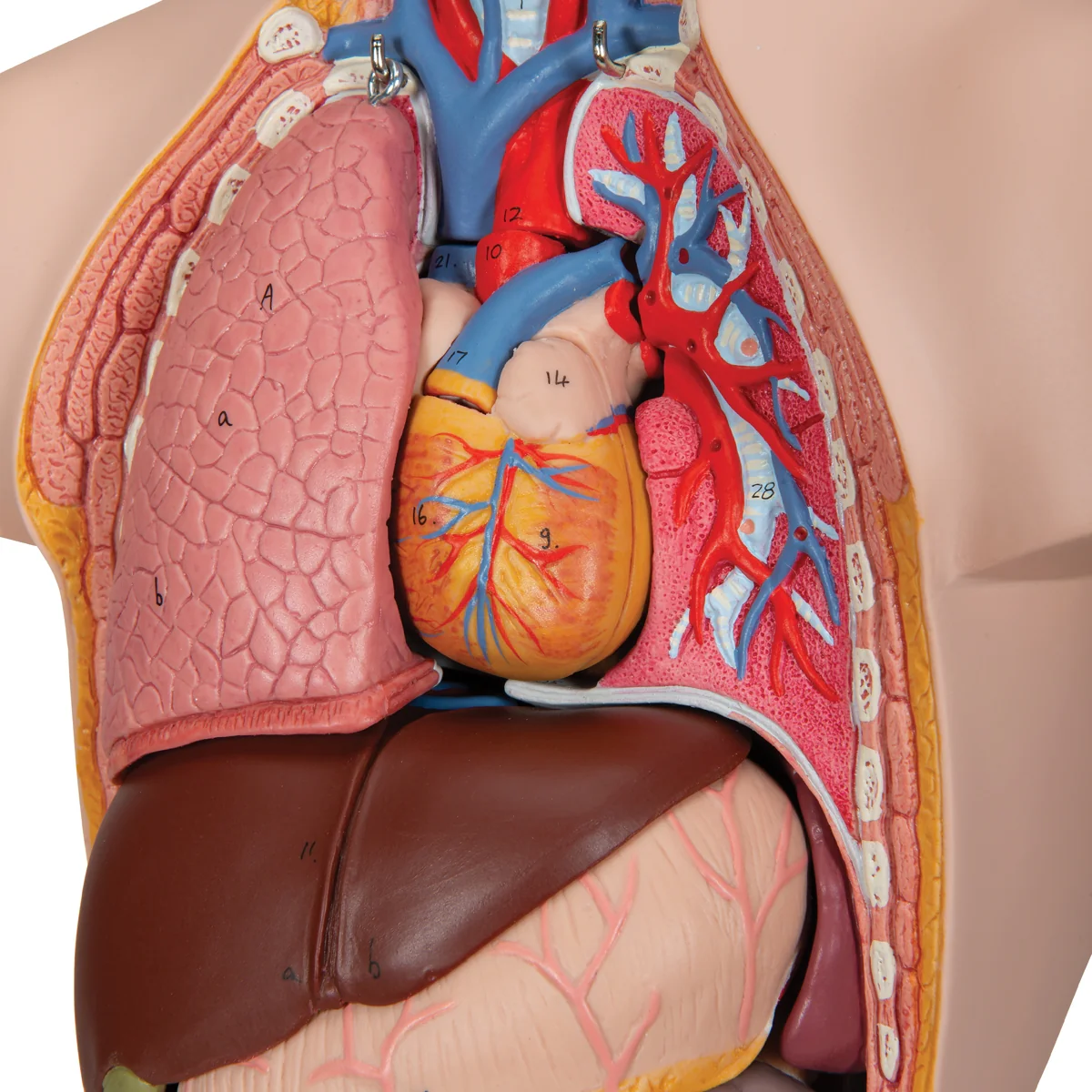 Mini Human Torso Model, 12 part - Image 7