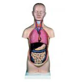 Mini Torso With Detachable Head - Image 2