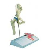 Miniature Hip Joint Model - Image 2