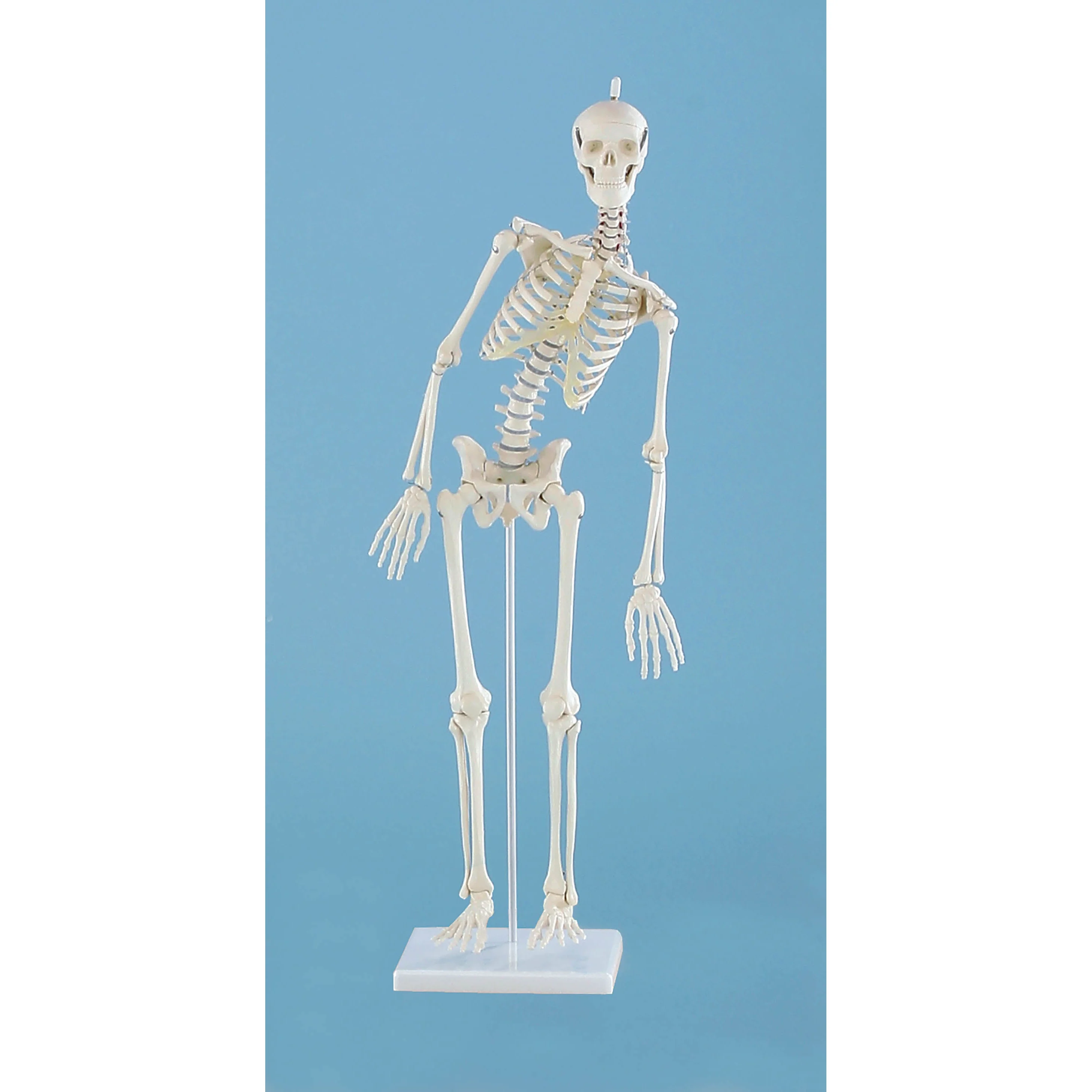 Miniature-Skeleton “Paul” - with Movable Spine