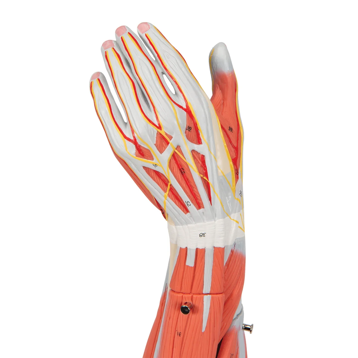 Muscle Arm Model - 3/4 Life-Size - 6 Parts - Image 4