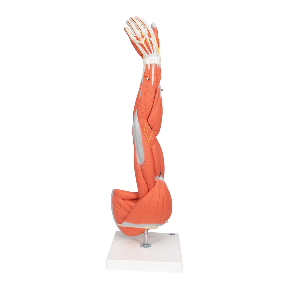 Muscle Arm Model - 3/4 Life-Size - 6 Parts - Image 7