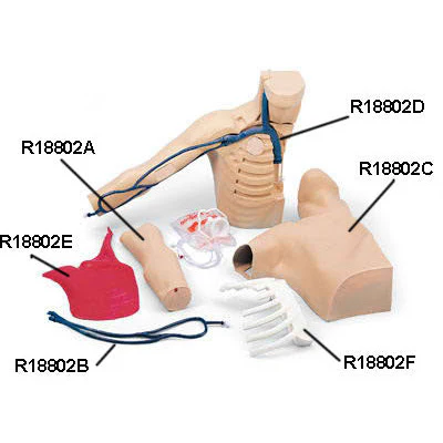 Muscle Tissue for R18802