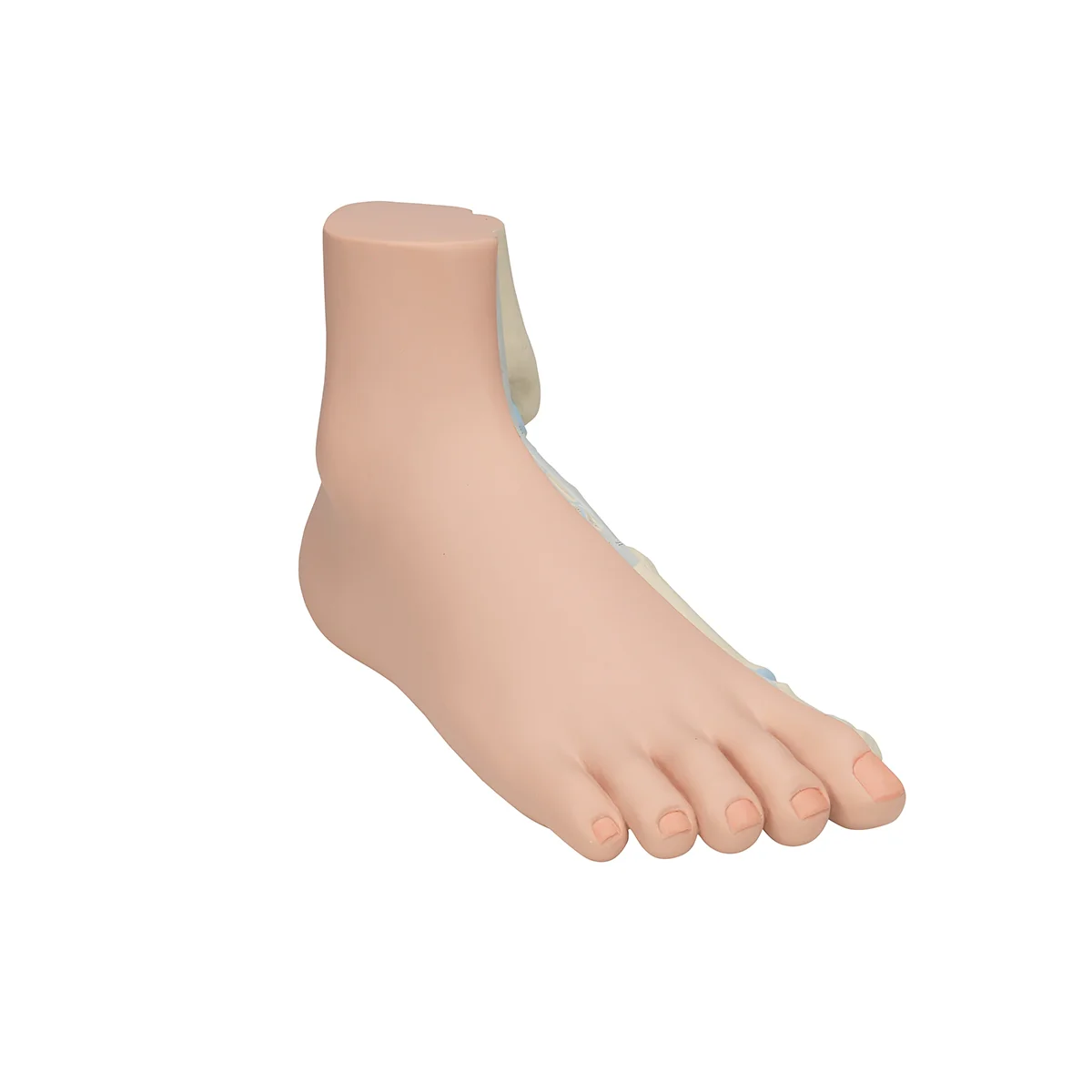 Normal Foot Model - Image 2