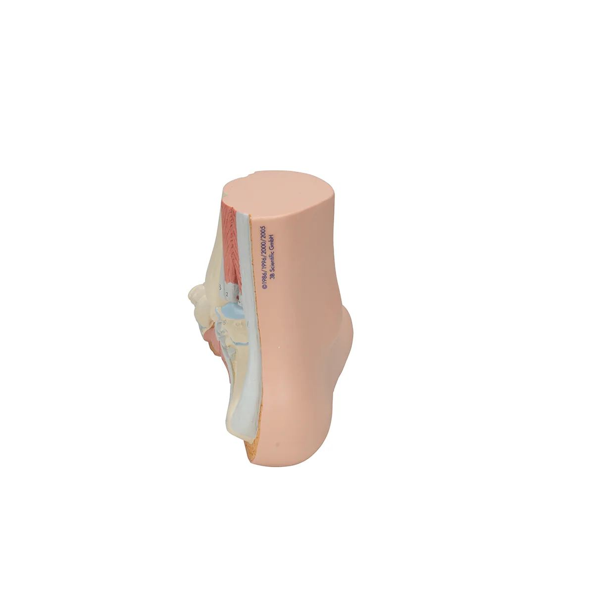 Normal Foot Model - Image 3