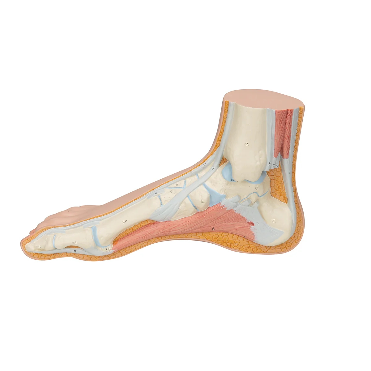 Normal Foot Model - Image 4