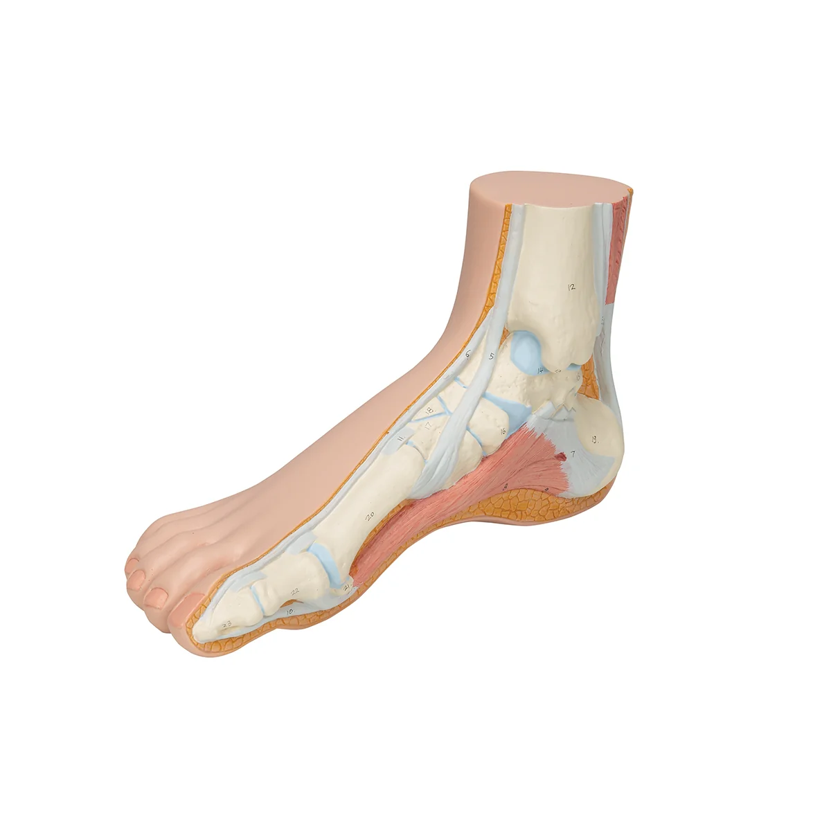 Normal Foot Model - Image 5